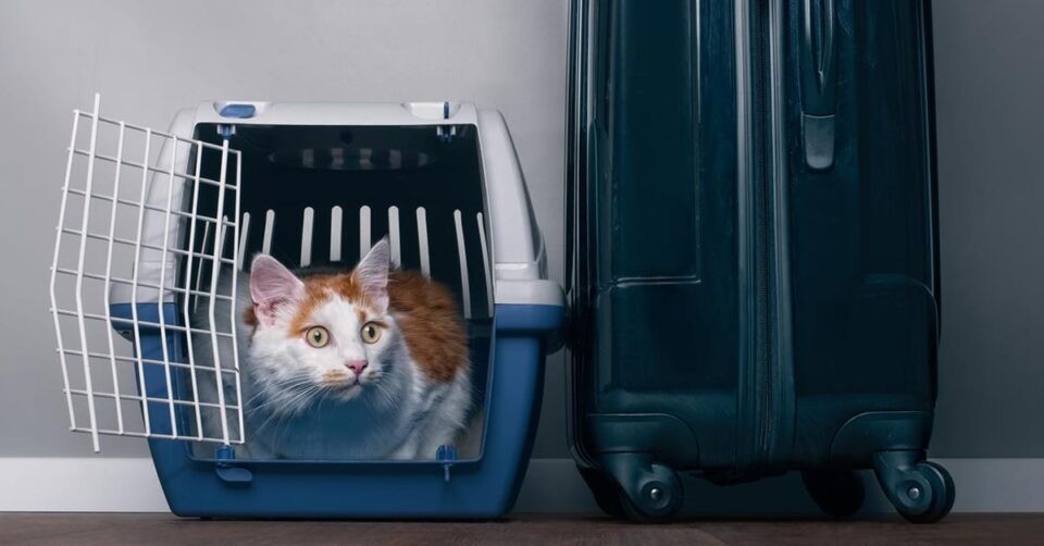 Arab sas air cargo riyadh post featured image 02