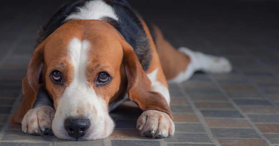 Arab sas air cargo riyadh post featured image 04