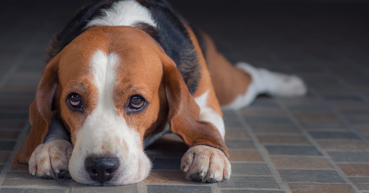 Arab sas air cargo riyadh post featured image 04