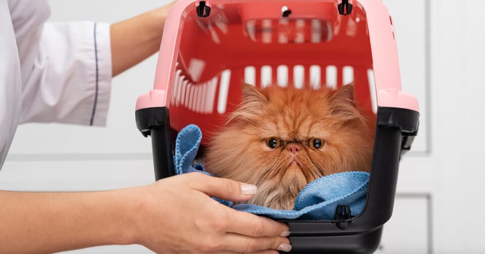 Arab sas air cargo riyadh post featured image 32